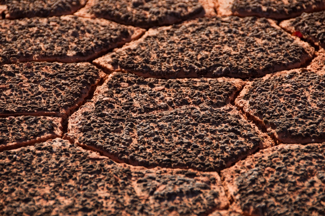 Biological Soil Crusts