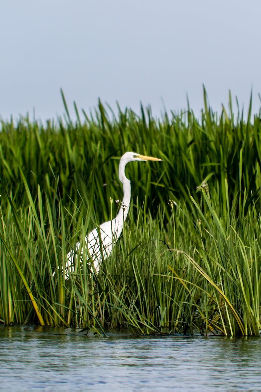 photo of great egret standing on grass near body of water