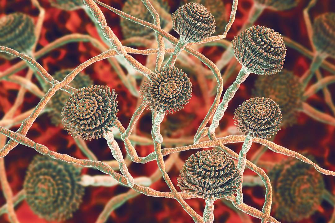 Aspergillus 3D, a common indoor mold, by Kateryna Kon for Kelly Environmental Mold Inspection Services.